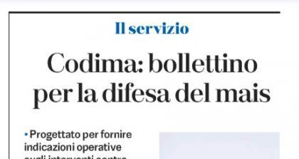 01/08/24 IL BOLLETTINO PER LA DIFESA DEL MAIS (Gazzetta di Mantova del 1/8/24)