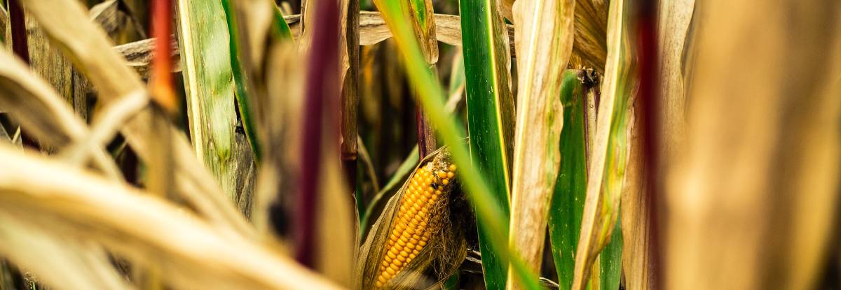 CAMPAGNA ASSICURATIVA CEREALI AUTUNNO - VERNINI